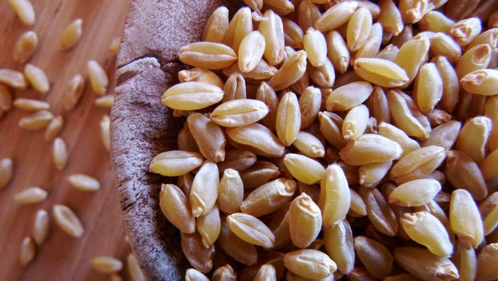 Durum Wheat Berries